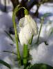 galanthus