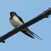 hirundo